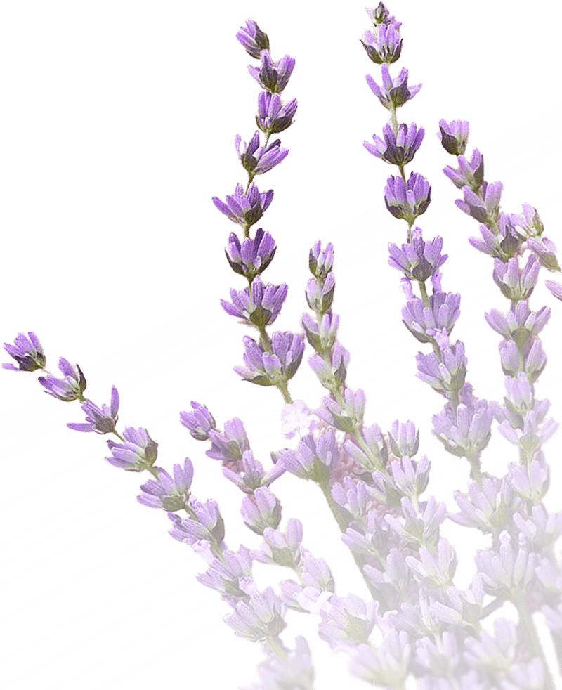 flowers-lavender