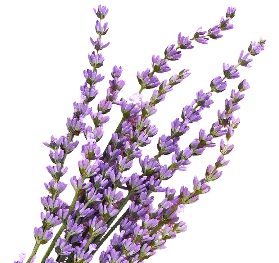 join-lavender Sirius Med Spa